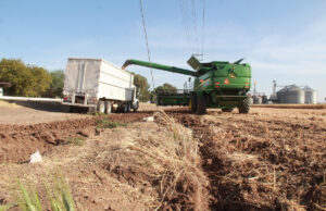 Llama Sagarhpa a productores de trigo panificable a realizar trámite de pago del ciclo 2024-2025