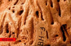 Qué revelan las pisadas petrificadas de animales extinguidos