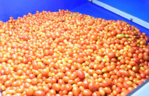 Gobierno de Sonora destaca recuperación del tomate rojo en el sur del estado