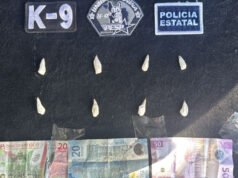 Alerta K-9 PESP sobre persona con narcótico en El Sahuaro