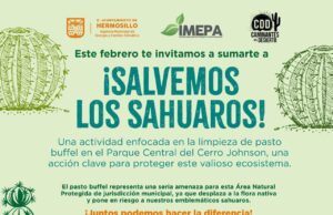 Gobierno de Hermosillo convoca a participar en jornada “¡Salvemos los Sahuaros!”