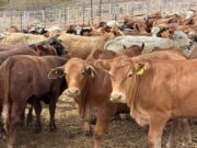 Nueva planta de mosca estéril en Texas refuerza blindaje sanitario en Sonora