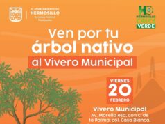 Este viernes 20 el Vivero Municipal donará árboles nativos