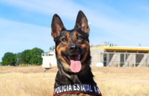 Instinto que protege: Binomio K-9 de la Policía Estatal detecta sustancias ilícitas en paquetería