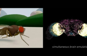 Científicos copiaron el cerebro de una mosca, lo metieron en una PC y cobró vida
