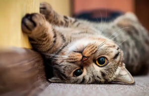La ciencia lo reveló: por qué los gatos son más propensos a sufrir enfermedades renales