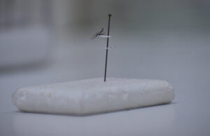 Investigadores descubren nueva especie de mosquito en Corrientes