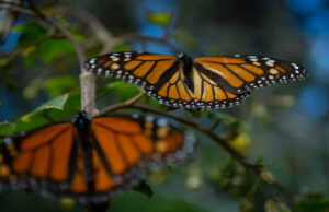 Monitorean con alta tecnología migración de mariposa monarca en México