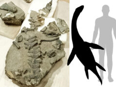 Investigadores U. de Chile descubren la primera especie de plesiosaurio Jurásico hallada en el país