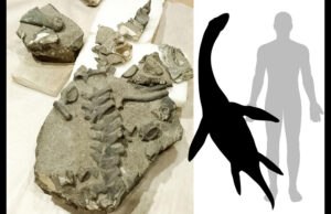 Investigadores U. de Chile descubren la primera especie de plesiosaurio Jurásico hallada en el país