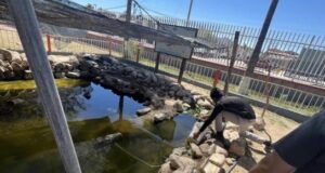 Gobierno de Sonora impulsa con éxito la conservación del pez cachorro del desierto: Cobach