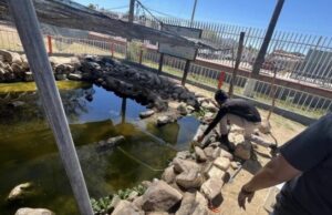 Gobierno de Sonora impulsa con éxito la conservación del pez cachorro del desierto: Cobach