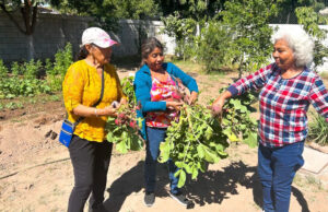 Gobierno de Sonora impulsa huerto comunitario en CEDAM Cajeme