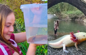 Niña encuentra ajolote en estado salvaje en un río de Reino Unido: Es un misterio cómo llegó ahí