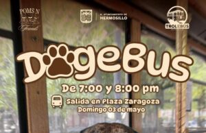 Invita Gobierno de Hermosillo a un paseo diferente en el “DogeBus”