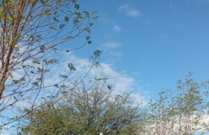 Realiza Gobierno de Hermosillo limpieza en panteones con motivo del 10 de mayo
