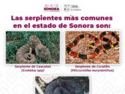 Llama Secretaría de Salud a prevenir afectaciones por mordedura de serpiente