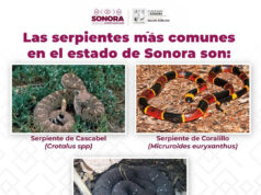 Llama Secretaría de Salud a prevenir afectaciones por mordedura de serpiente