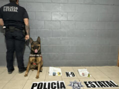 Trabajo especializado de K-9 de la PESP permite detectar envíos ilícitos