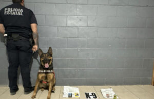 Trabajo especializado de K-9 de la PESP permite detectar envíos ilícitos
