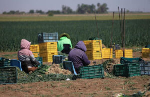 Gobierno de Sonora impulsa producción hortícola de exportación en San Luis Río Colorado