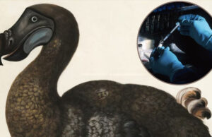 La ‘desextinción’ del dodo: Compañía de biotecnología planea crear una nueva versión de esta especie