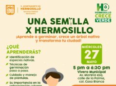 Aprende a germinar árbol nativo con taller “Una Semilla X Hermosillo” el 27 de mayo