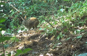 Un conejo ‘fantasma’ reapareció en las montañas de México tras más de un siglo sin ser visto