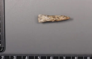 Descubren en Rusia el caso más antiguo de tratamiento dental, datado hace 59.000 años