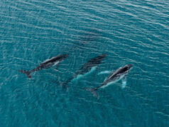 Descubren viaje récord de ballenas: 14.200 kilómetros entre Brasil y Australia