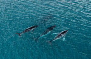 Descubren viaje récord de ballenas: 14.200 kilómetros entre Brasil y Australia