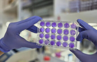 Descubren mecanismo de replicación común en virus del dengue, Zika y fiebre amarilla