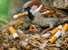 Los pájaros urbanos comenzaron a usar colillas de cigarros en sus nidos y la ciencia descubrió por qué