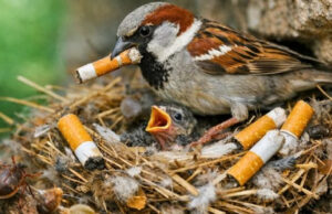 Los pájaros urbanos comenzaron a usar colillas de cigarros en sus nidos y la ciencia descubrió por qué