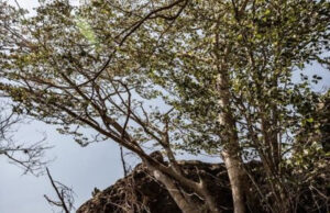 El misterioso árbol cuyo corazón da madera de color morado: solo crece en México y está en peligro de extinción