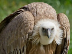 Científicos descubren por primera vez a buitres nativos devorando huevos de una temida especie invasora del sur de EU