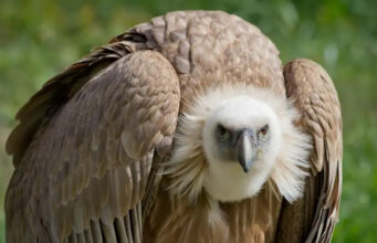Científicos descubren por primera vez a buitres nativos devorando huevos de una temida especie invasora del sur de EU