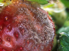 El secreto del hongo que infecta a infinidad de especies vegetales