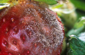 El secreto del hongo que infecta a infinidad de especies vegetales