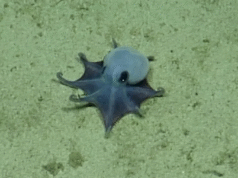 Azul y miniatura: descubren nueva especie de pulpo en Galápagos