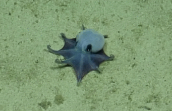 Azul y miniatura: descubren nueva especie de pulpo en Galápagos