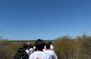 Participan estudiantes de Conalep Sonora en Campaña de Reforestación de Manglares