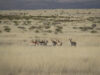 Gobierno de Sonora impulsa conservación de fauna silvestre en pastizales chihuahuenses: UES