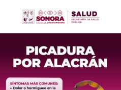 Recomienda Salud Sonora prevenir picaduras de arañas y alacranes