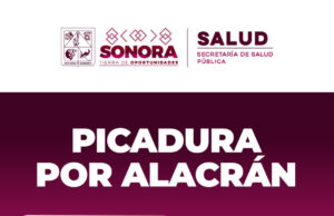 Recomienda Salud Sonora prevenir picaduras de arañas y alacranes