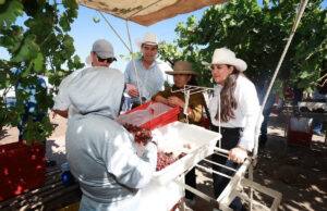 Gobierno de Sonora y Federación fortalecen el potencial agrícola de la entidad con reconversión productiva y generación de empleo