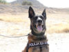 Unidad K-9 de la PESP fortalece presencia preventiva en calles de Hermosillo