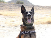 Unidad K-9 de la PESP fortalece presencia preventiva en calles de Hermosillo