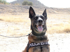 Unidad K-9 de la PESP fortalece presencia preventiva en calles de Hermosillo
