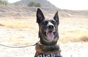 Unidad K-9 de la PESP fortalece presencia preventiva en calles de Hermosillo